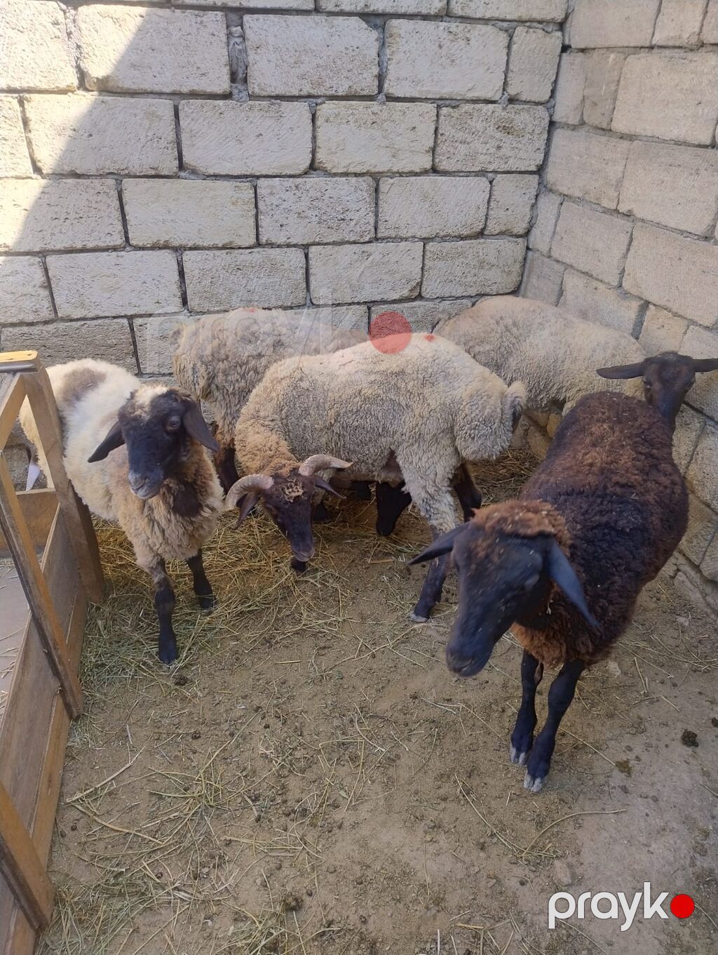 Quzu satılır 9dənədi qiymət komuna aiddir.2 erkək 7dişi. diri çəkiləri — Kənd təsərrüfatı heyvanları, Saray (7)