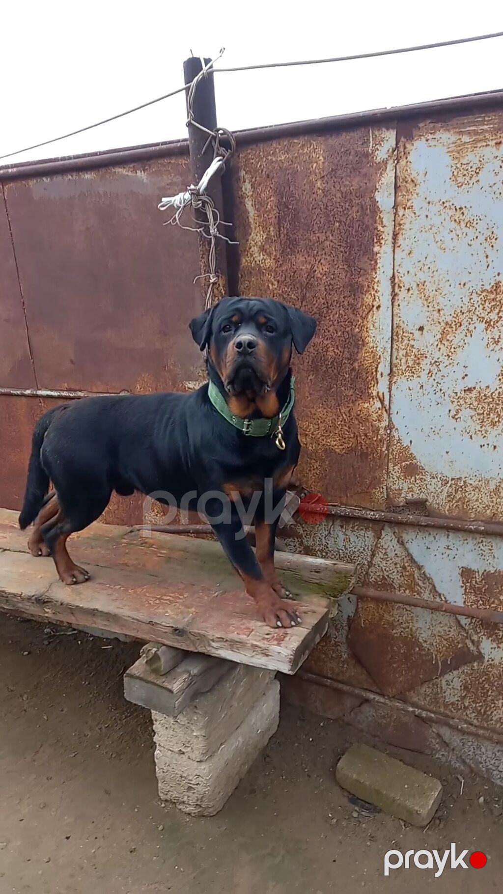 Rotveyler, 2 ay, Peyvəndli, Ünvandan götürmə — Köpəklər, Digah (6)