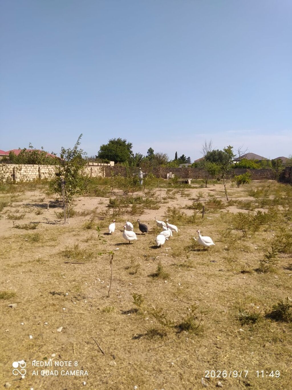 Firengler 25 manat 1 il 2 ayliq yumurtuyurlar(metroya catirma var — Kənd təsərrüfatı heyvanları, Digah (3)
