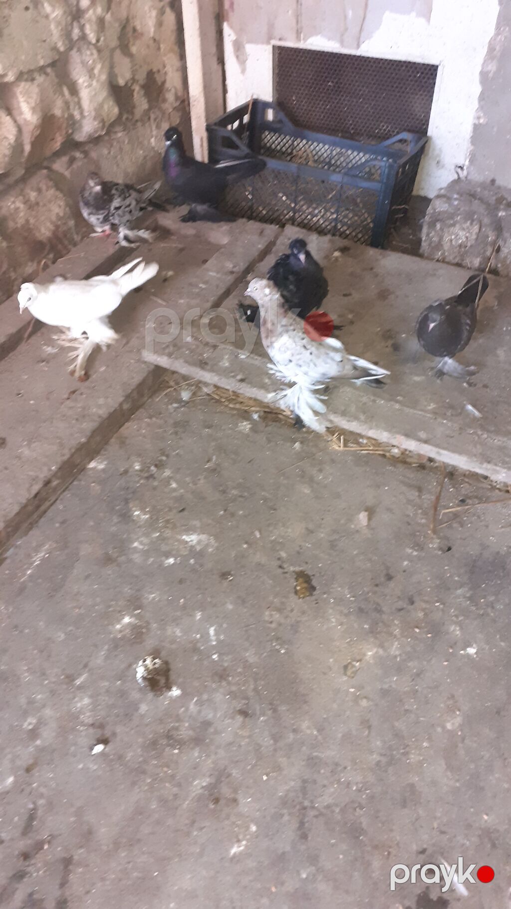 6 eded iri lelekli kekilli quslar satilir hamisi bir nesildi — Göyərçin, Digah (10)