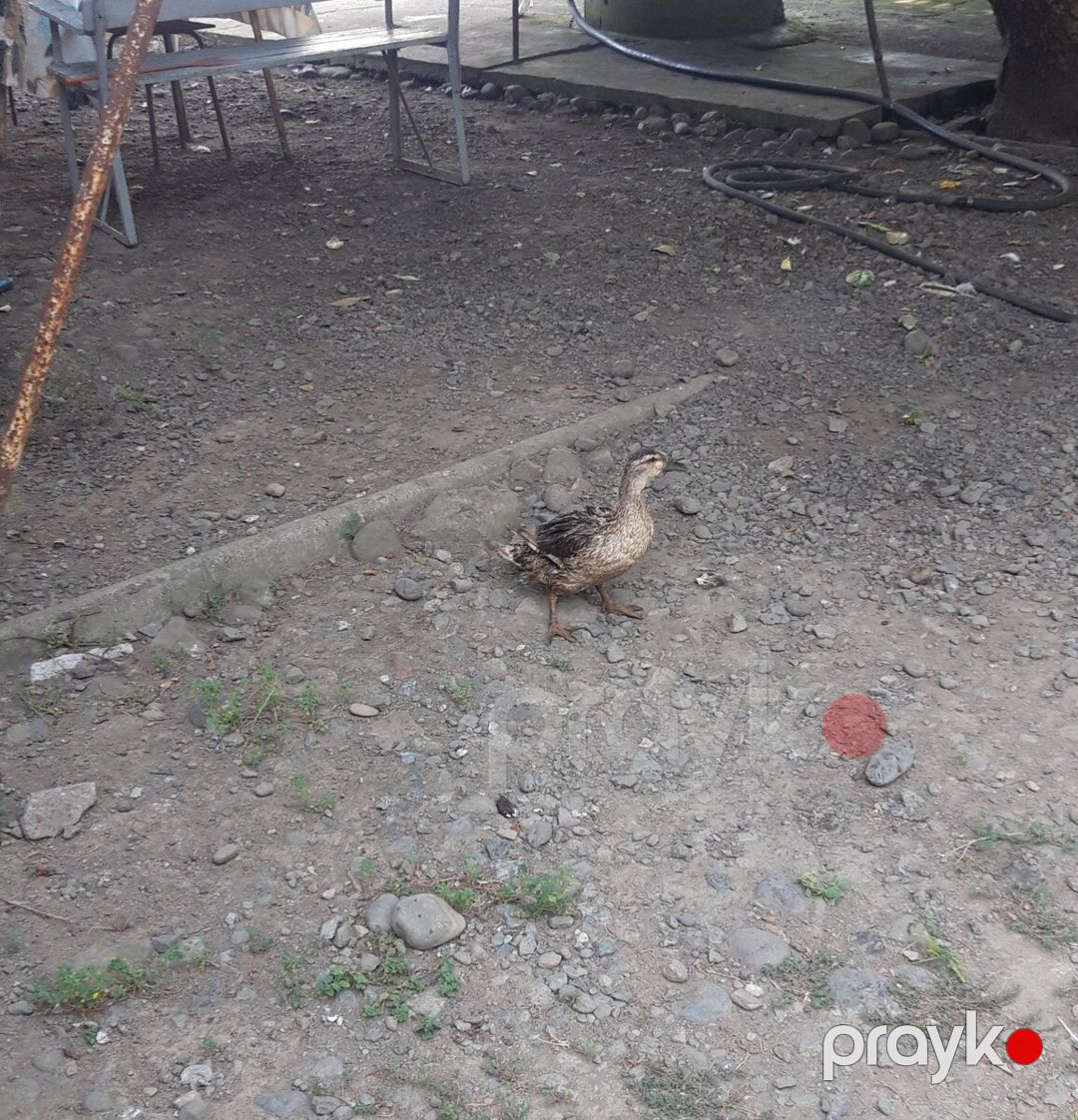 Ördək — Quşlar, Lənkəran (3)