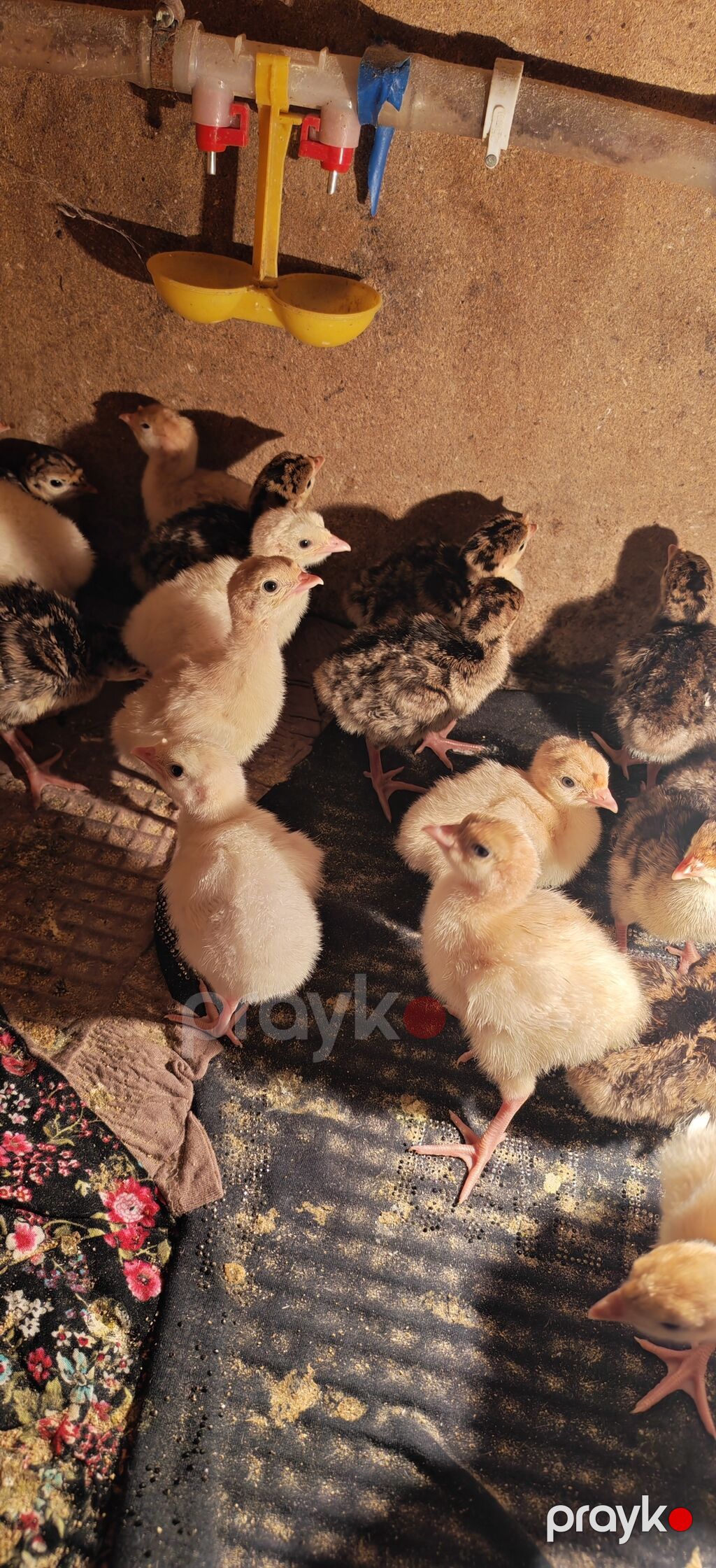 Dişi, Kanada, Damazlıq, Ödənişli çatdırılma — Digərləri, Digah (4)