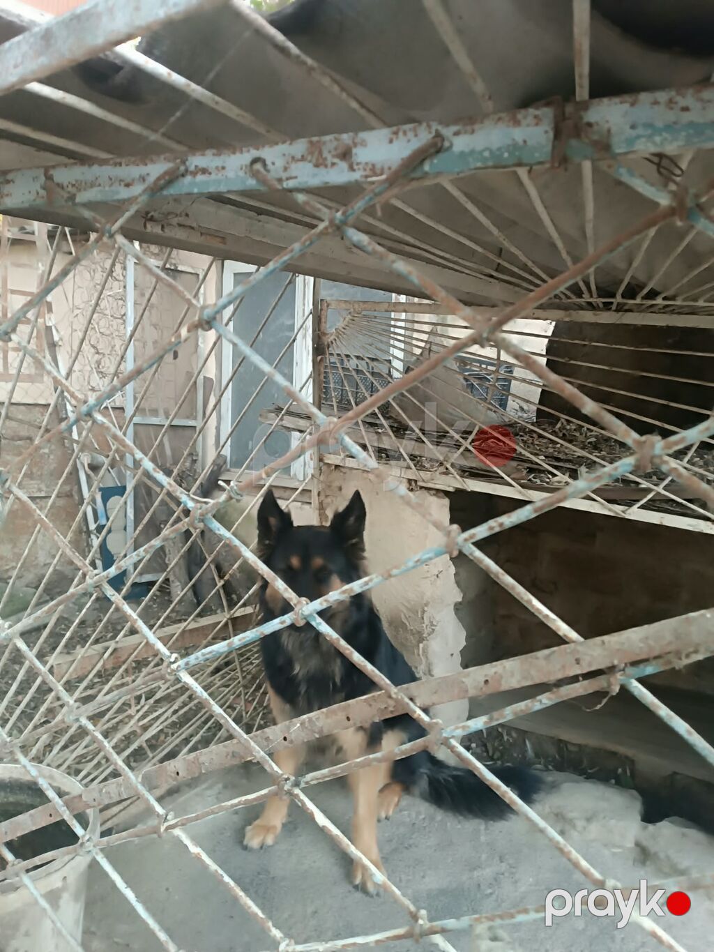Alman çoban iti, 4 il, Dişi — Köpəklər, Digah (2)