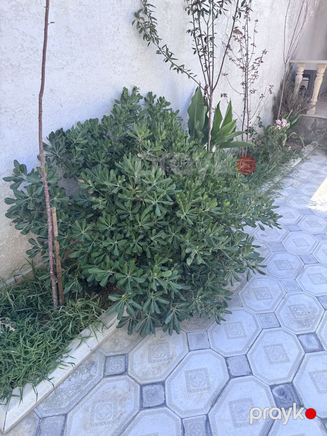 Satılır 7 otaqlı həyət evi/bağ evi 280 m² — Ev, villa, Bakı (5)