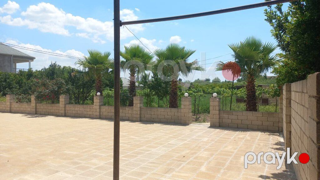 Palma ağacı — Bitkilər, Bakı (10)