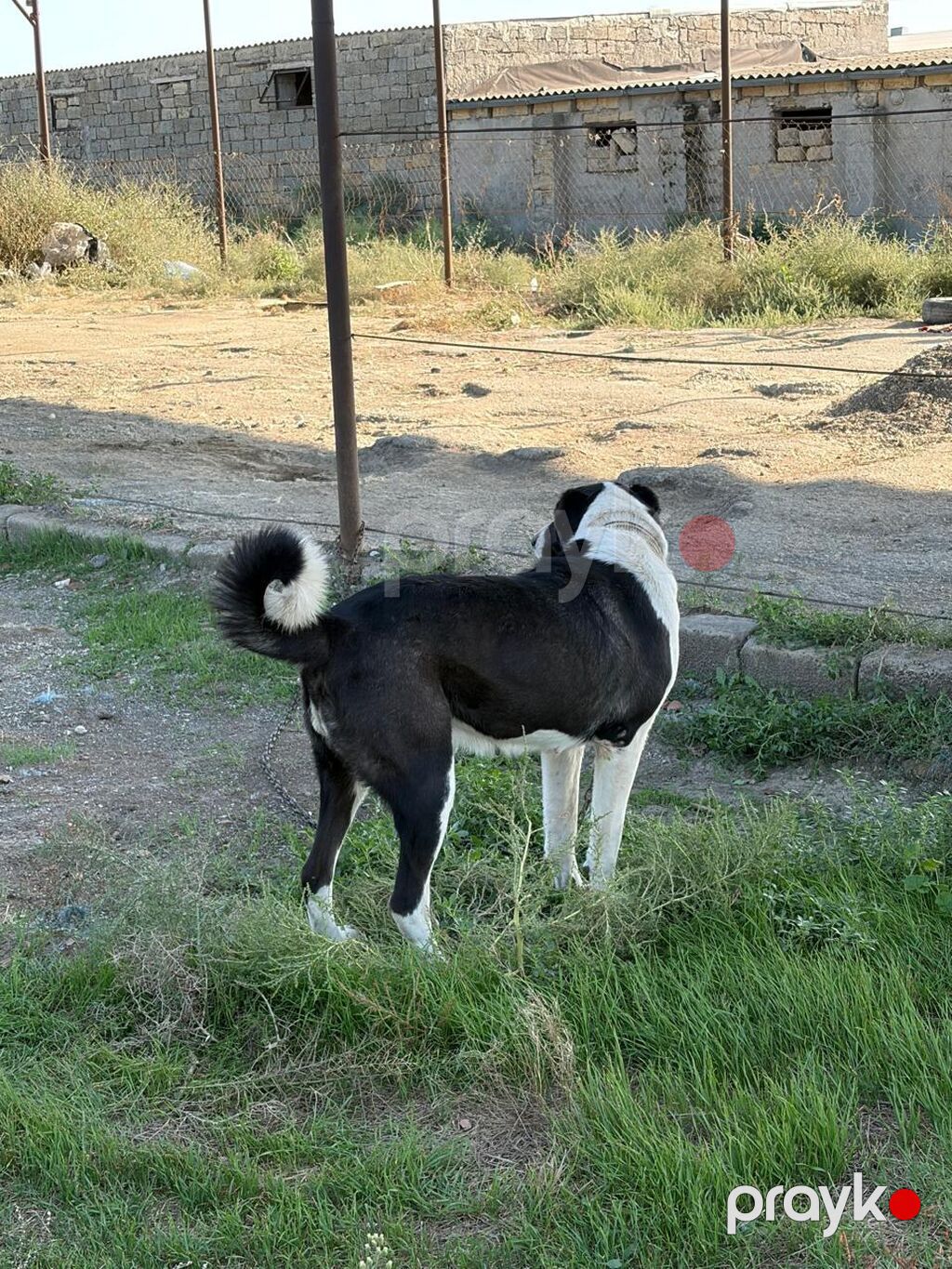 Qurdbasar, 2 il, Dişi, Peyvəndli, Rayonlara çatdırılma — Köpəklər, Mehdiabad (4)