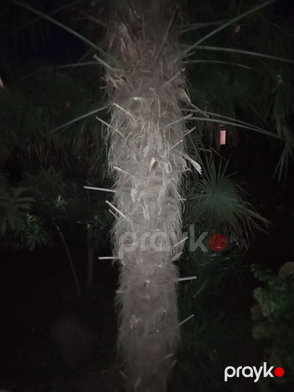 Satılır: dekorativ palma ağacı (Trachycarpus tipli, yelpik formalı — Ağaclar və fidan, Beyləqan (2)