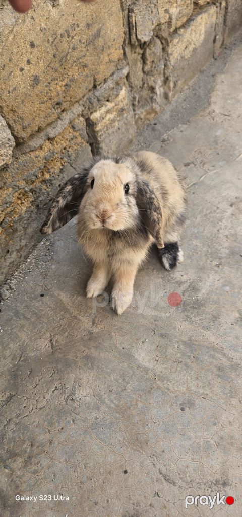 Mini lop erkek cütğ hazırdı qiyməti 35 m ələ öyrəşib çox yaxşı — Bakı