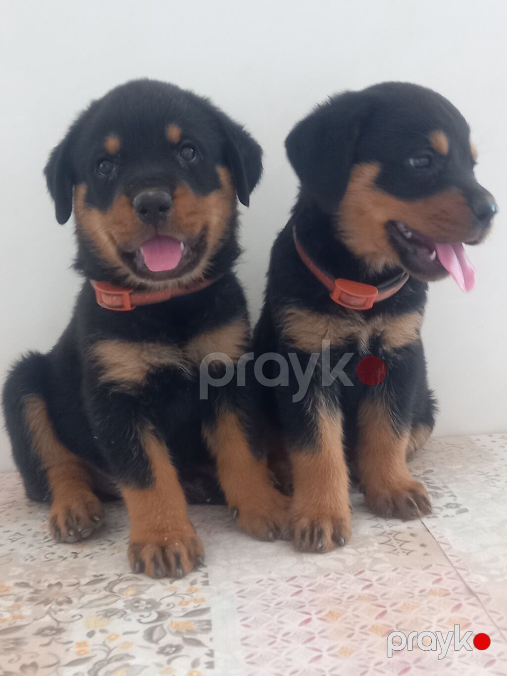 Rotveyler, 2 ay, Peyvəndli, Ünvandan götürmə — Köpəklər, Digah (5)