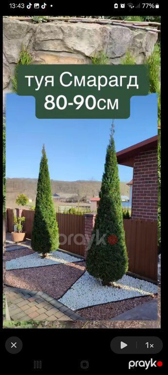 Leylandr şam ağacları — Bitkilər, Bakı (8)