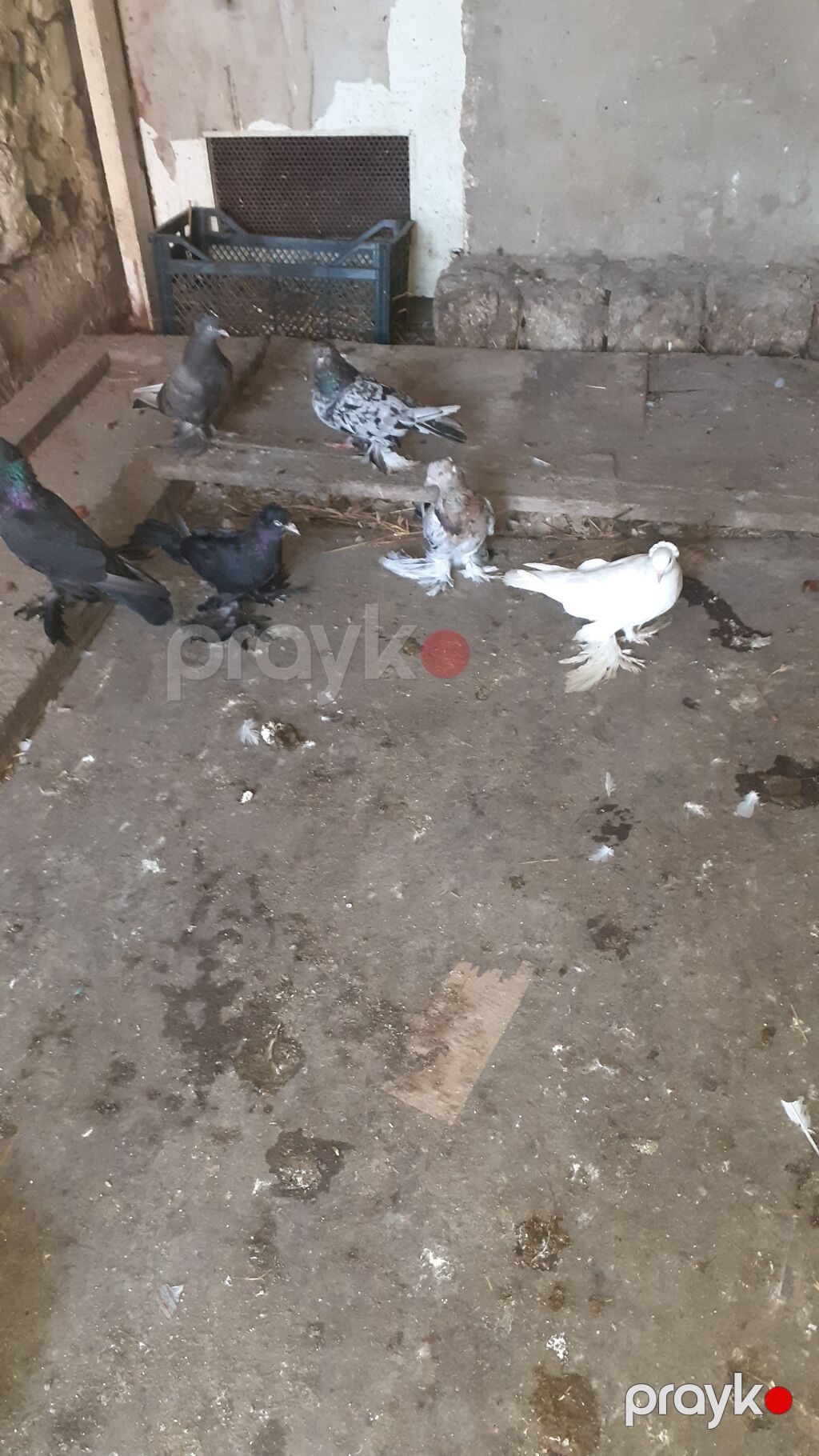 6 eded iri lelekli kekilli quslar satilir hamisi bir nesildi — Göyərçin, Digah (3)