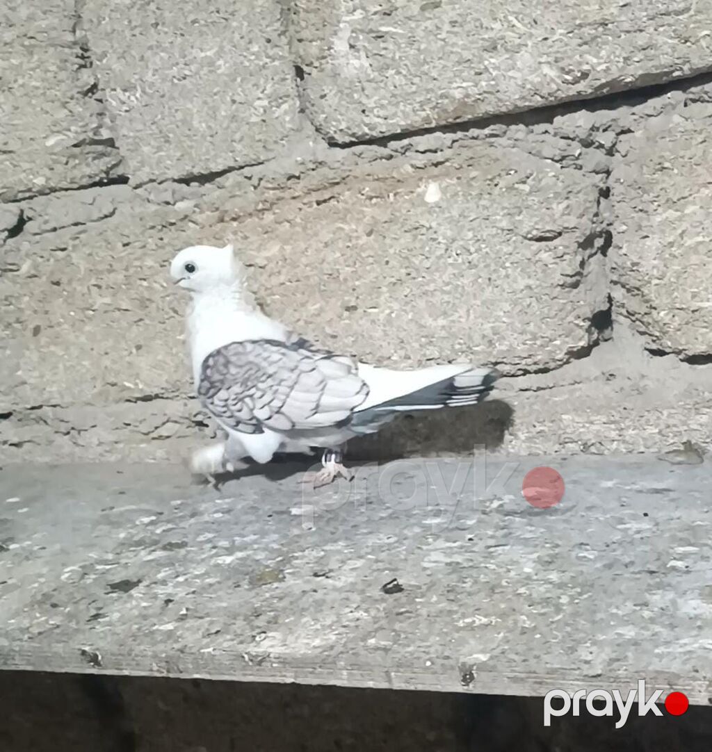 Hunkari maya bala vermis heyvandi Növ: Bəzək məqsədli ev göyərçini — Göyərçin, Digah (2)