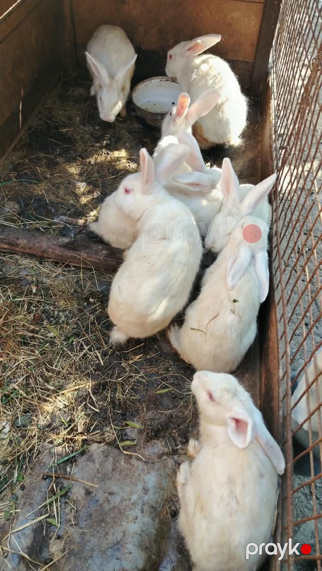 14 dənə dovşan satılır Ağ rəngli ev dovşanları – bir qrup — Dovşanlar, Quba (2)