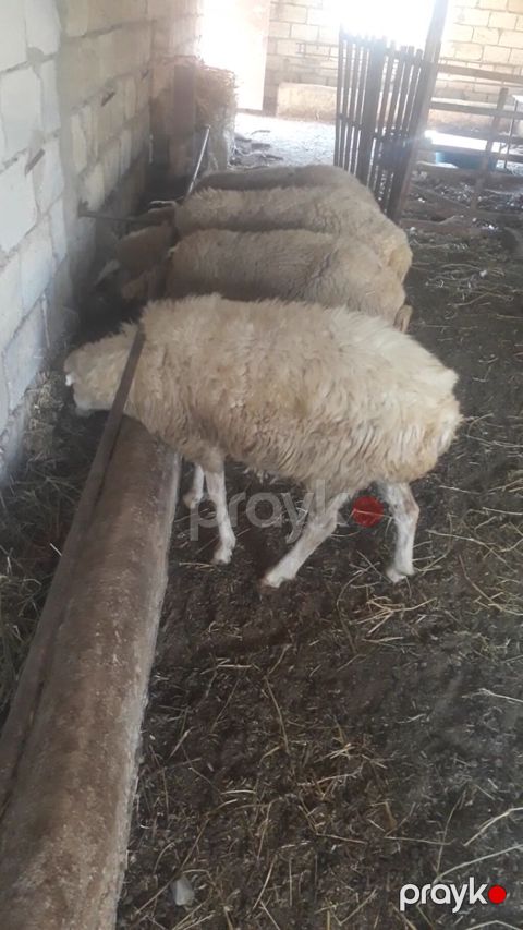 Tecli satlır 4 qoyun 1 quzu. qoyunlar cavandilar dişleri ağzindadir — Sumqayıt