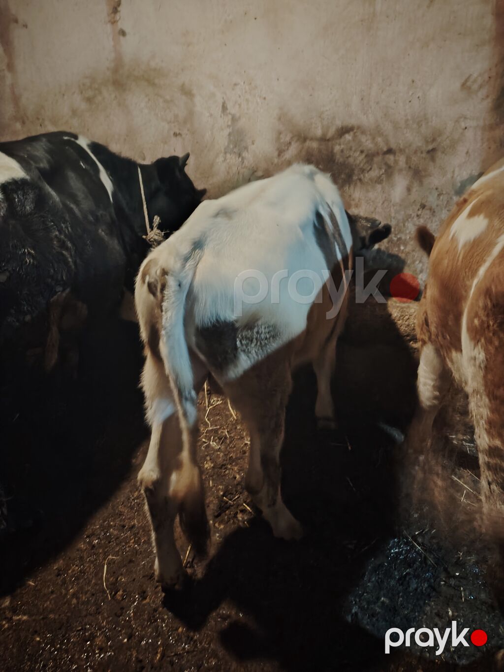 Südlük/ətlik potensialı olan cavan dana - Növ: yerli qarışıqlar — Kənd təsərrüfatı heyvanları, Digah (4)
