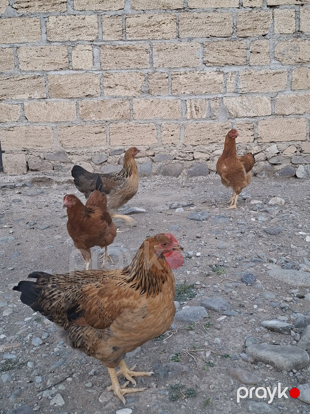 Toyuq, Yumurtalıq — Toyuq və xoruz, Gəncə (4)