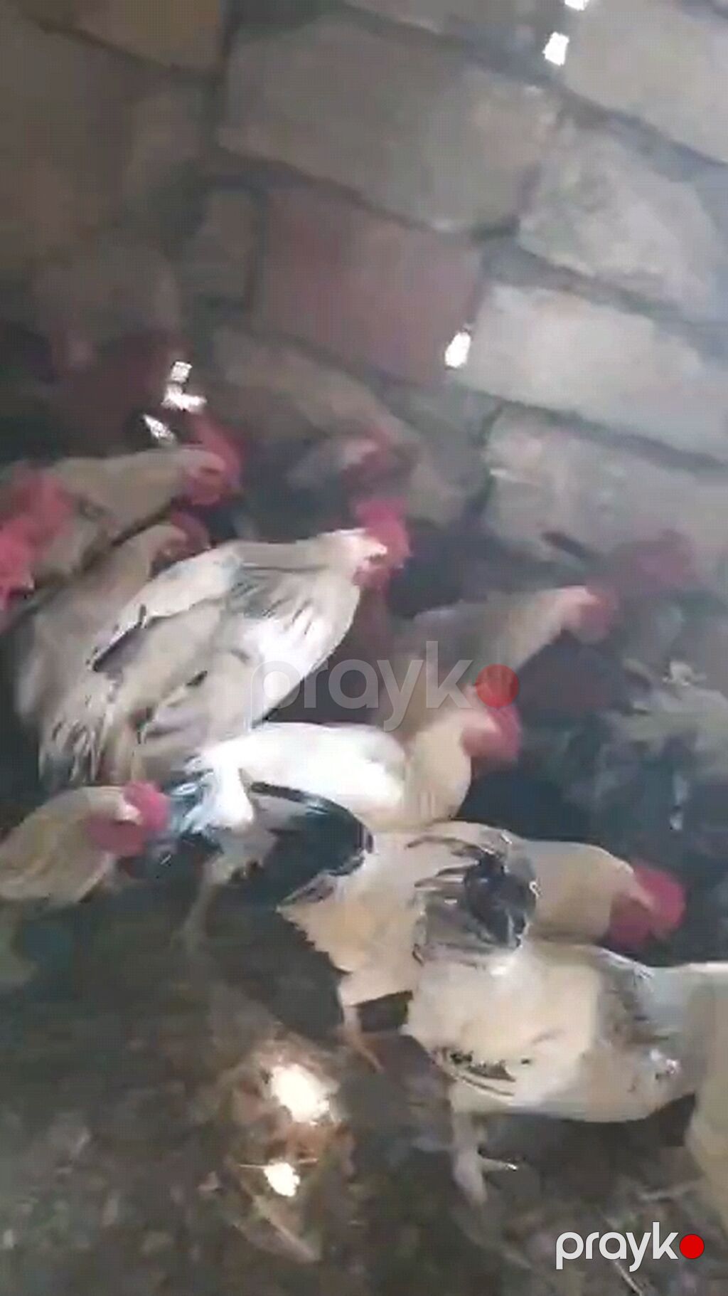 Toyuq, Damazlıq — Toyuq və xoruz, Bakı (2)