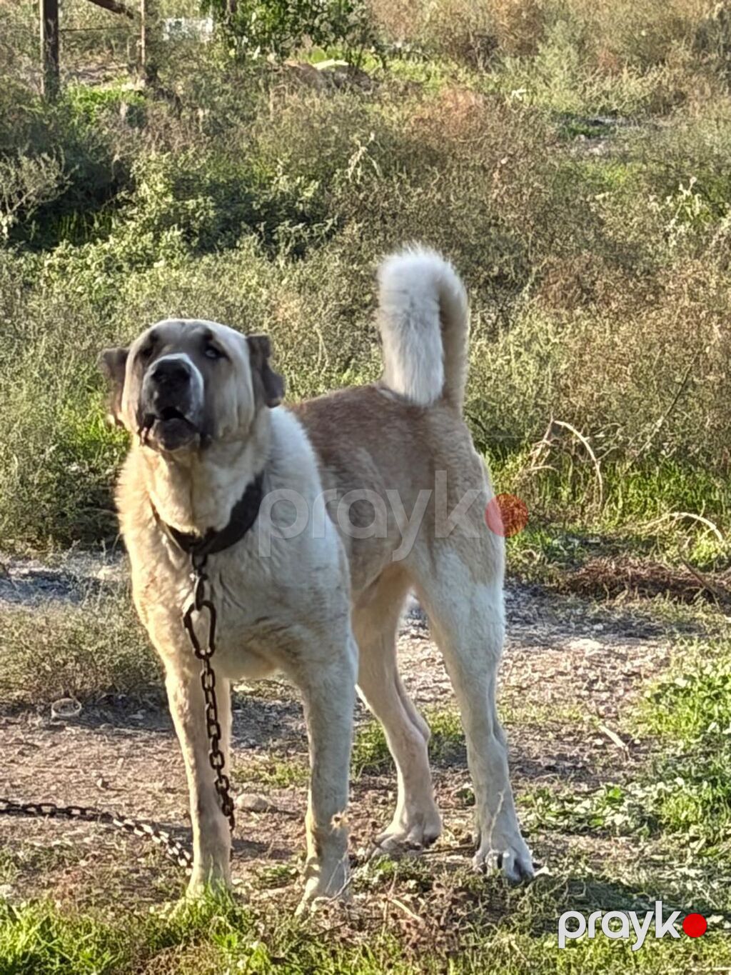 Qurdbasar, 2 il, Erkək, Peyvəndli, Rayonlara çatdırılma — Köpəklər, Mehdiabad (5)