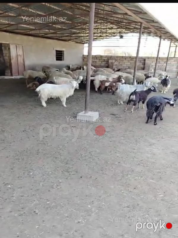 Satılır 10 otaqlı Obyekt, 1000 m², Salyan — Əmlak, Salyan (5)