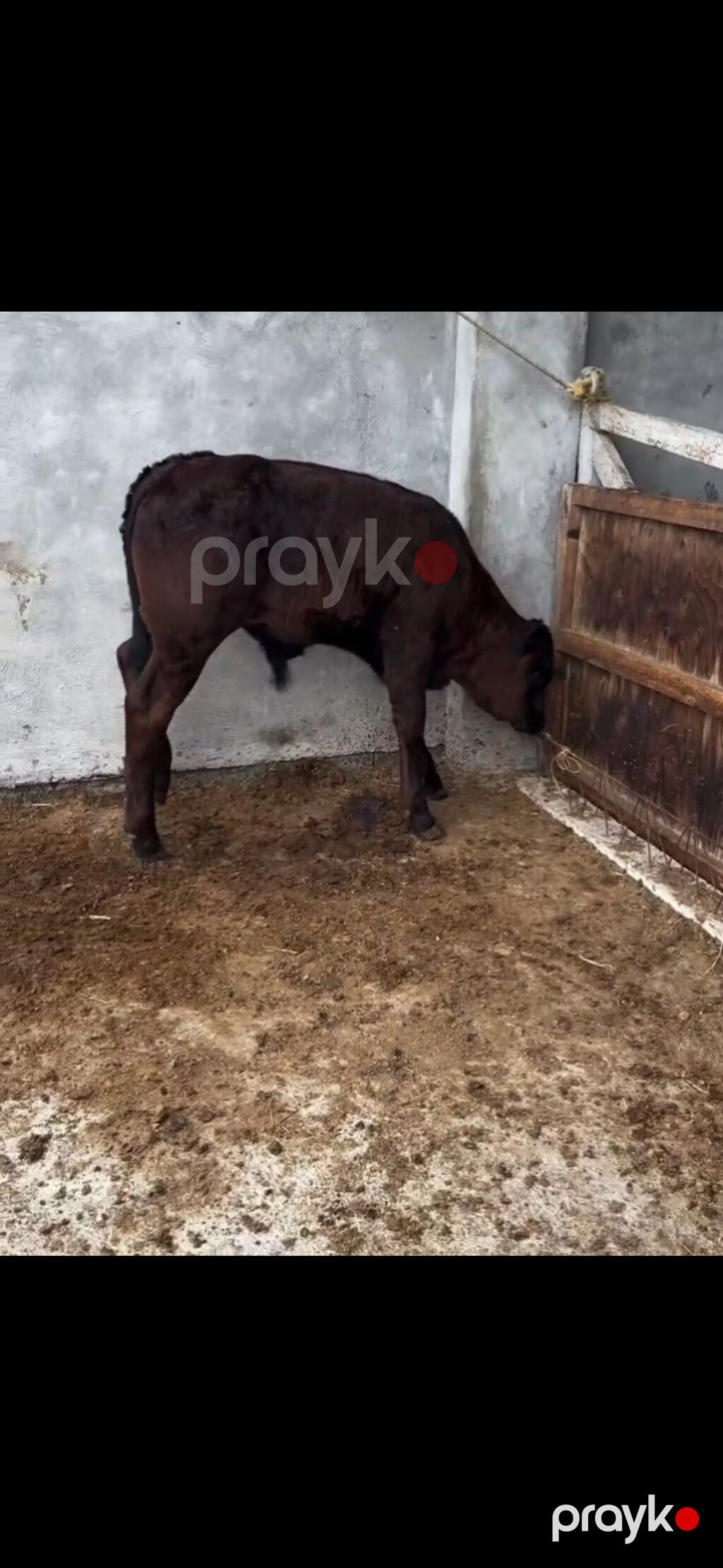 Qaramal – erkək buzov - Növ: yerli ətlik tipli qaramal - Cinsiyyət — Kənd təsərrüfatı heyvanları, Zaqatala (3)