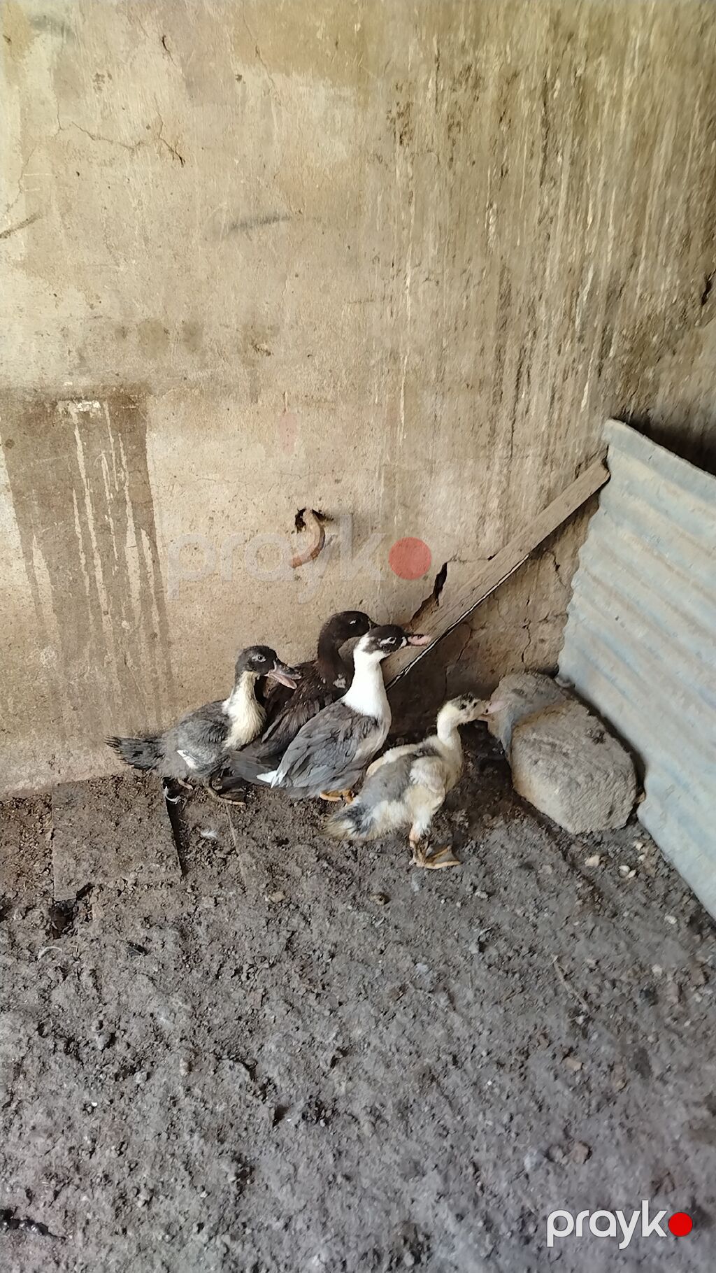 Muscovy ördək balaları (indooutka) – bir qrup cavan ördək. - Rənglər — Digərləri, Saray (2)