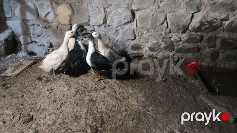 Kom 1 ədədi 10 manatdan 6 ədəd dir sağlam heyvanlardı fikri ciddi — Şəki