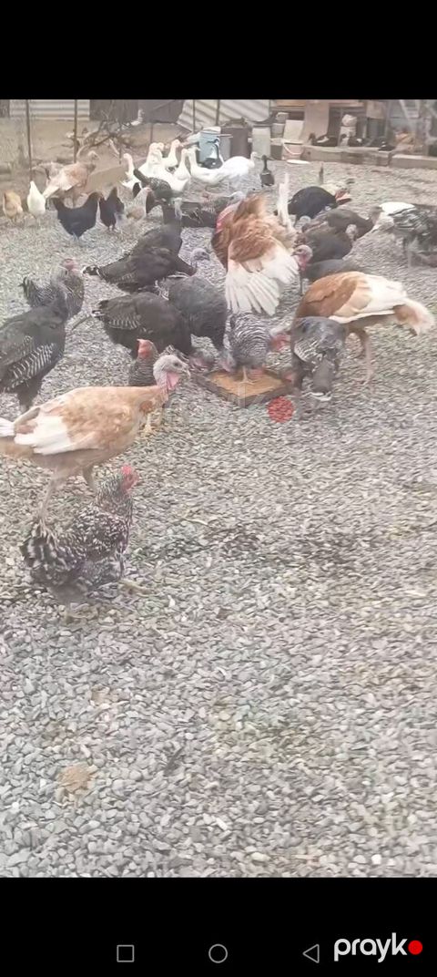 Hinduşka — Goranboy