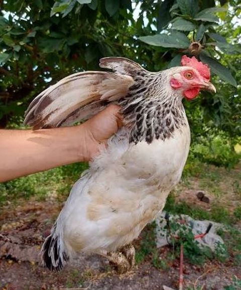 Toyuq, Yumurtalıq — Bakı