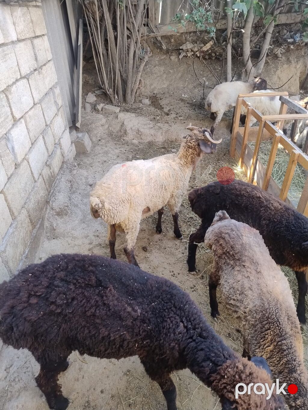 Quzu satılır 9dənədi qiymət komuna aiddir.2 erkək 7dişi. diri çəkiləri — Kənd təsərrüfatı heyvanları, Saray (6)