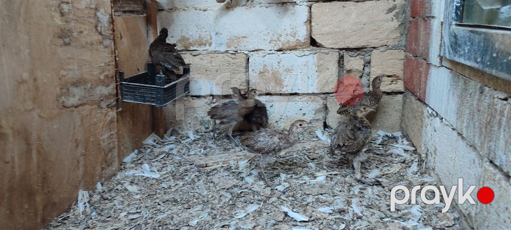 Qırqovul balalrı. 1 ay olar almışam Aldığım adam zümrüd və Qafqaz — Toyuq və xoruz, Şirvan (2)