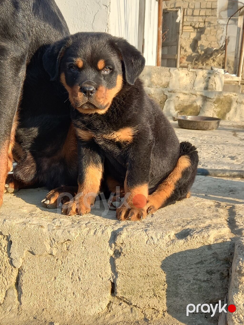 Rotveyler, 2 ay, Peyvəndli, Ünvandan götürmə — Köpəklər, Digah (2)