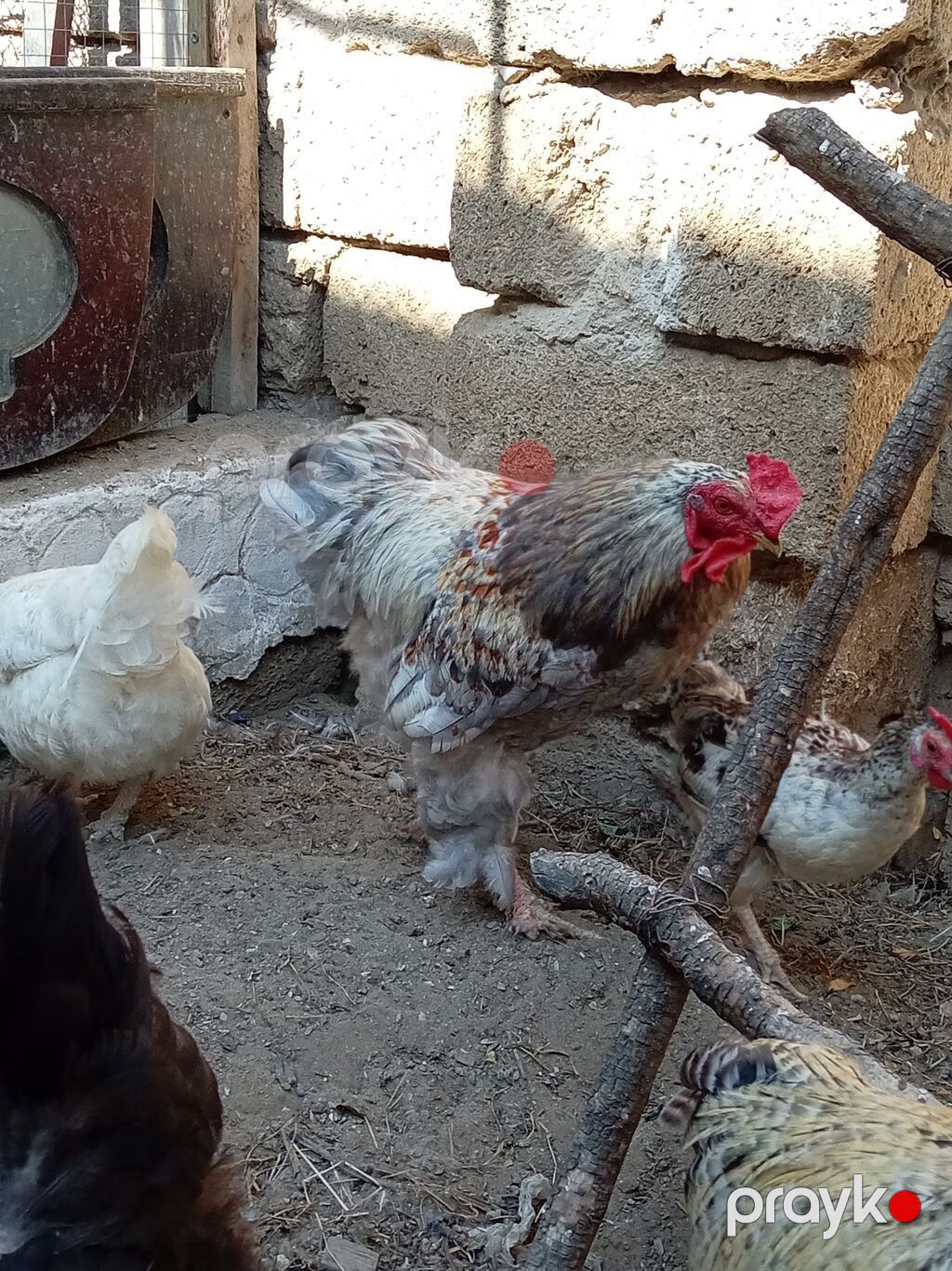 Toyuq, Yumurtalıq — Toyuq və xoruz, Digah (4)