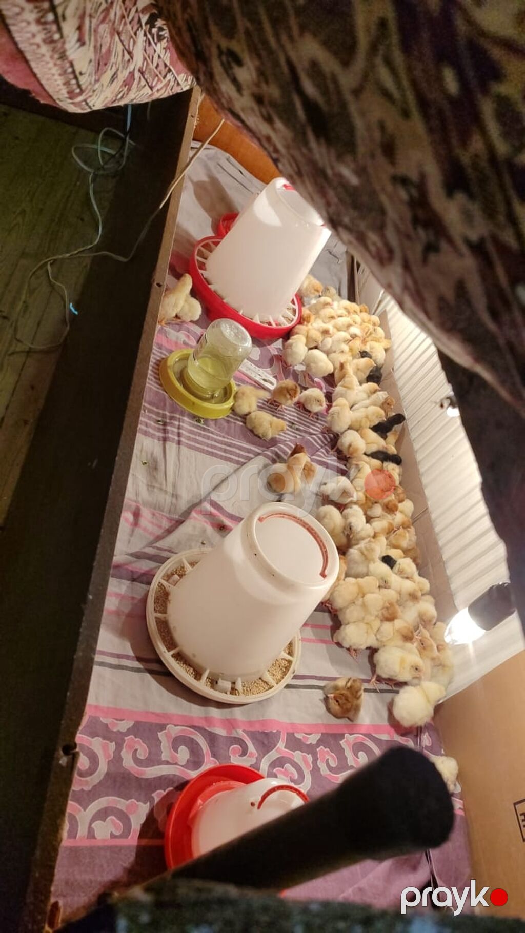 Toyuq, Yumurtalıq, Ödənişli çatdırılma — Toyuq və xoruz, Digah (6)