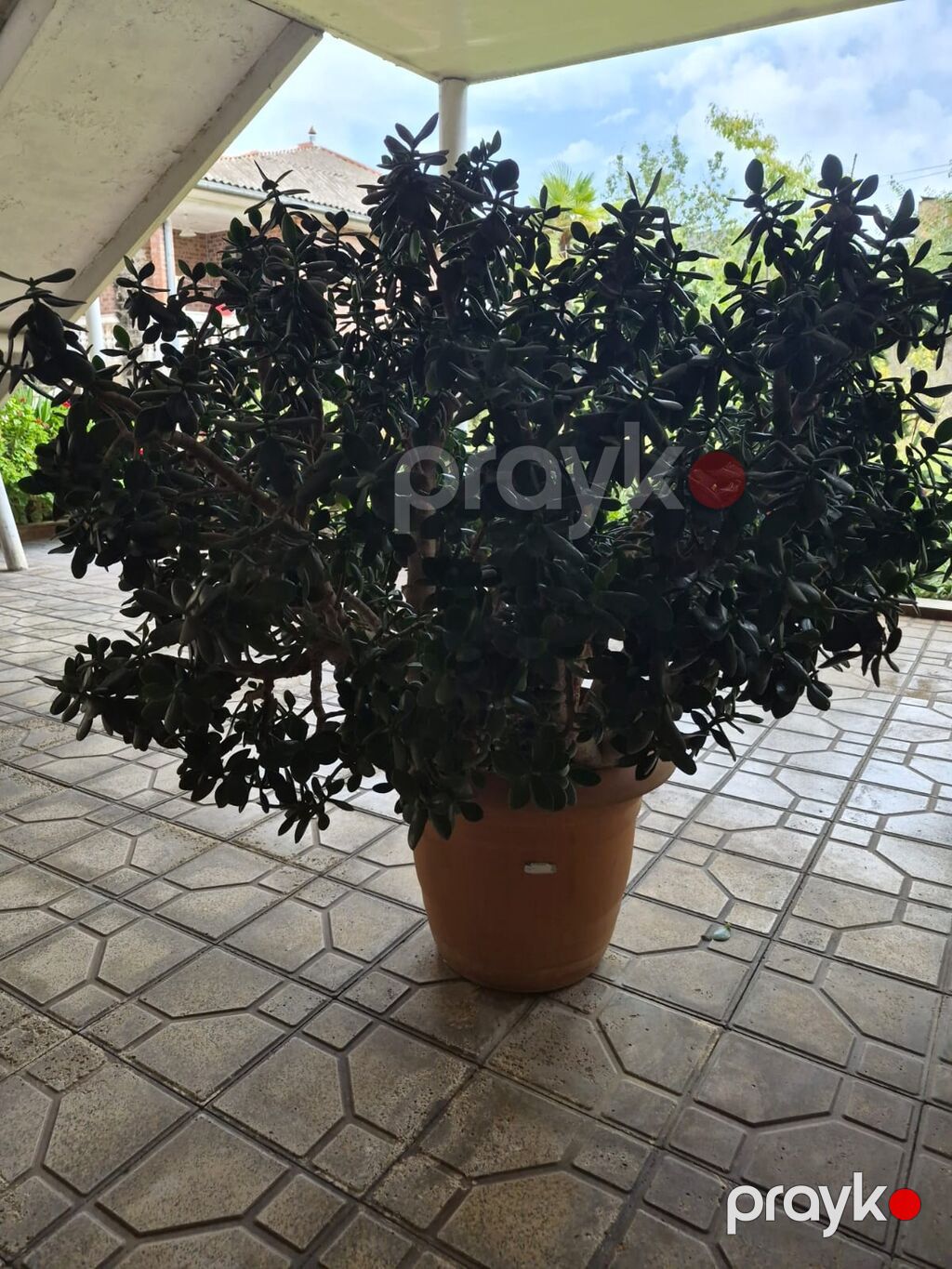Böyük ölçülü qablı şirəli bitki – “Pul ağacı” (Crassula ovata) более — Qapı bitkələri, Bakı (4)