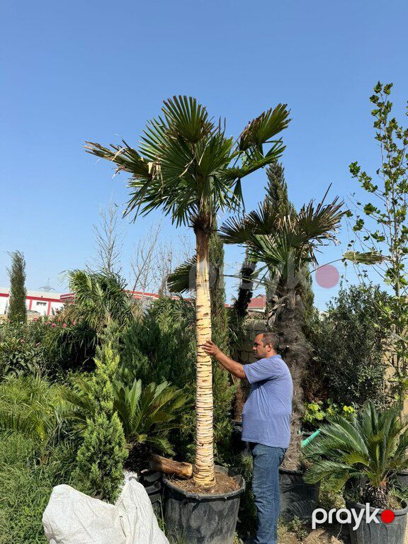 Palma ağacı — Bitkilər, Bakı (7)