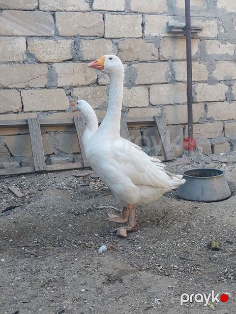 Erkək, Damazlıq — Neftçala