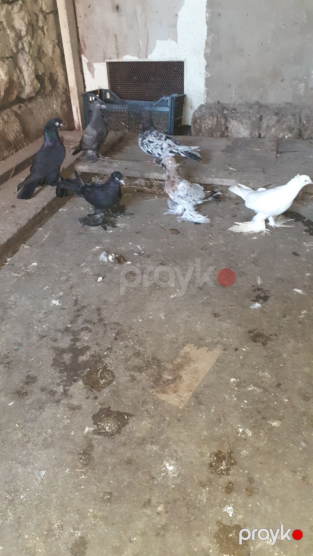 6 eded iri lelekli kekilli quslar satilir hamisi bir nesildi — Göyərçin, Digah (5)