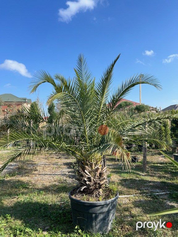 Finik palması — Bitkilər, Bakı (3)