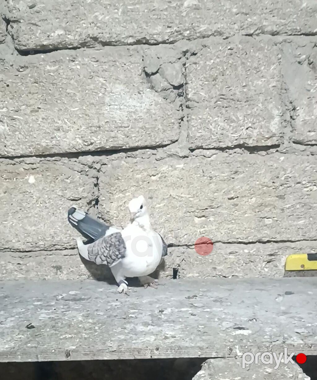 Hunkari maya bala vermis heyvandi Növ: Bəzək məqsədli ev göyərçini — Göyərçin, Digah (3)