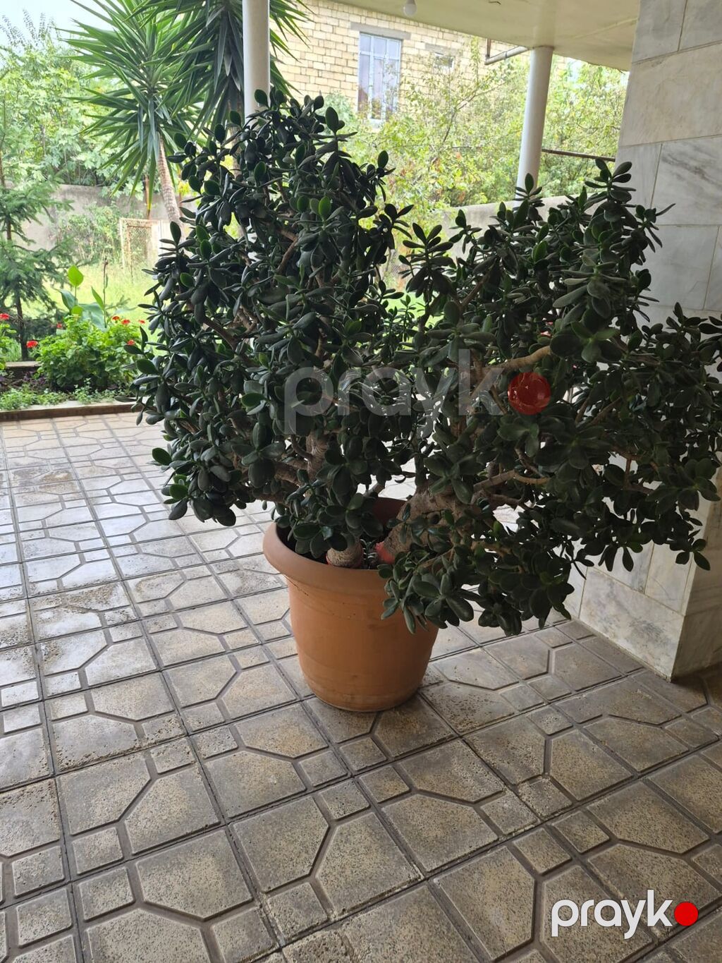 Böyük ölçülü qablı şirəli bitki – “Pul ağacı” (Crassula ovata) более — Qapı bitkələri, Bakı (3)