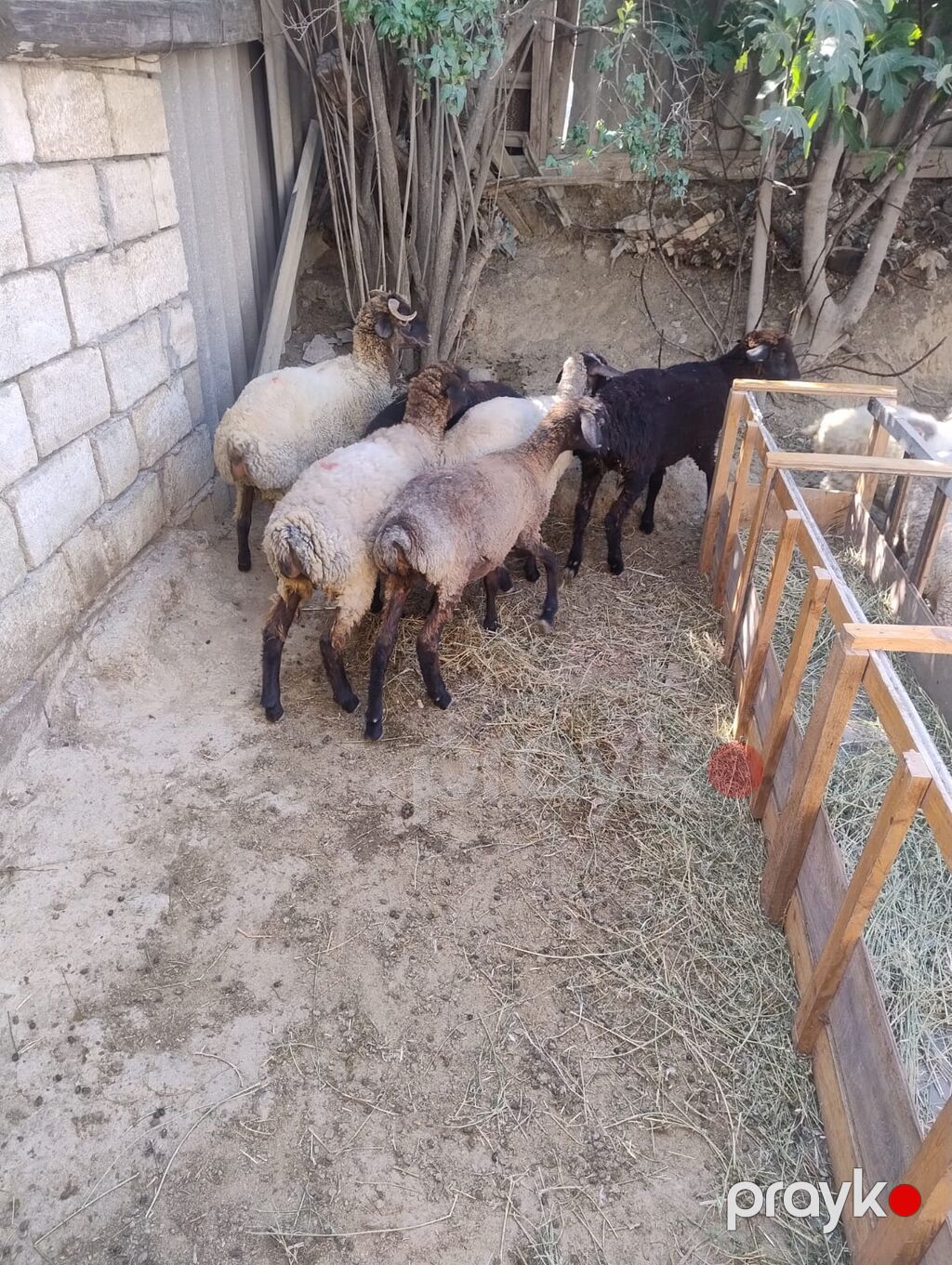Quzu satılır 9dənədi qiymət komuna aiddir.2 erkək 7dişi. diri çəkiləri — Kənd təsərrüfatı heyvanları, Saray (3)