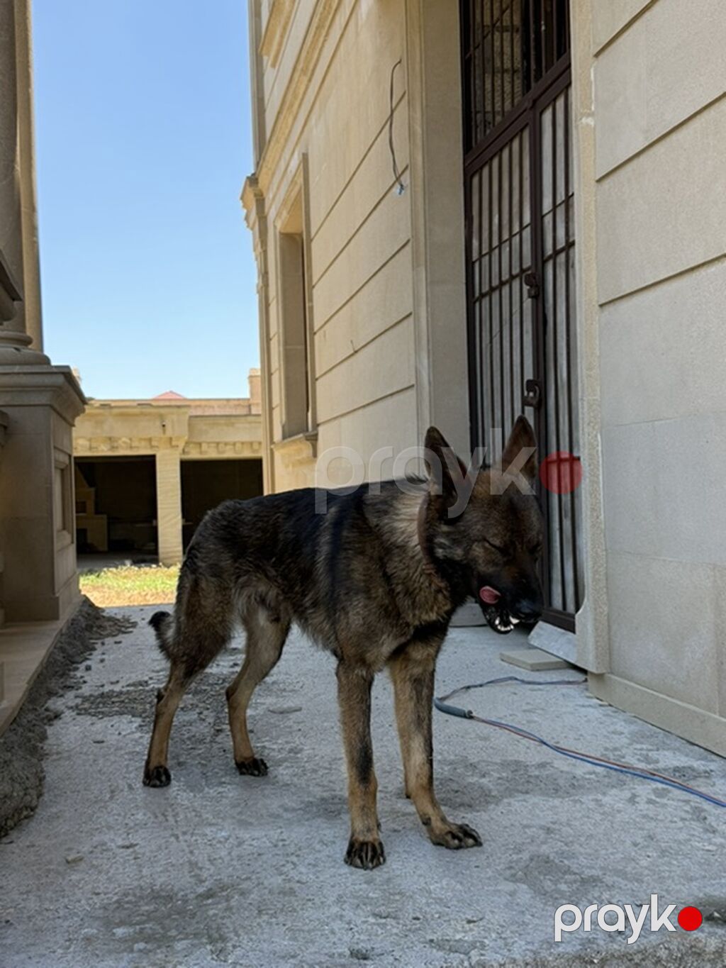Belçika çoban iti, 1 il — Köpəklər, Bakı (3)