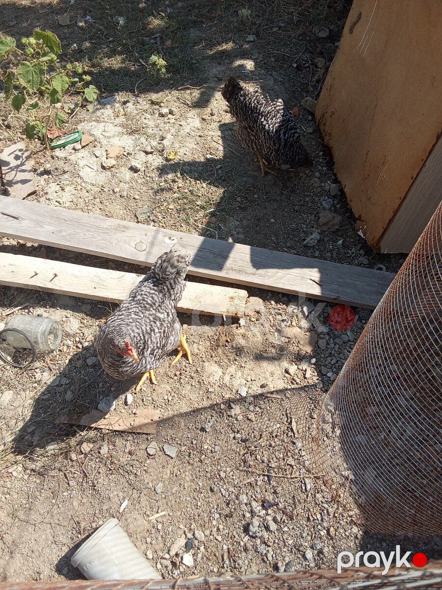 Xarkov toyuqları — Quşlar, Bakı (3)