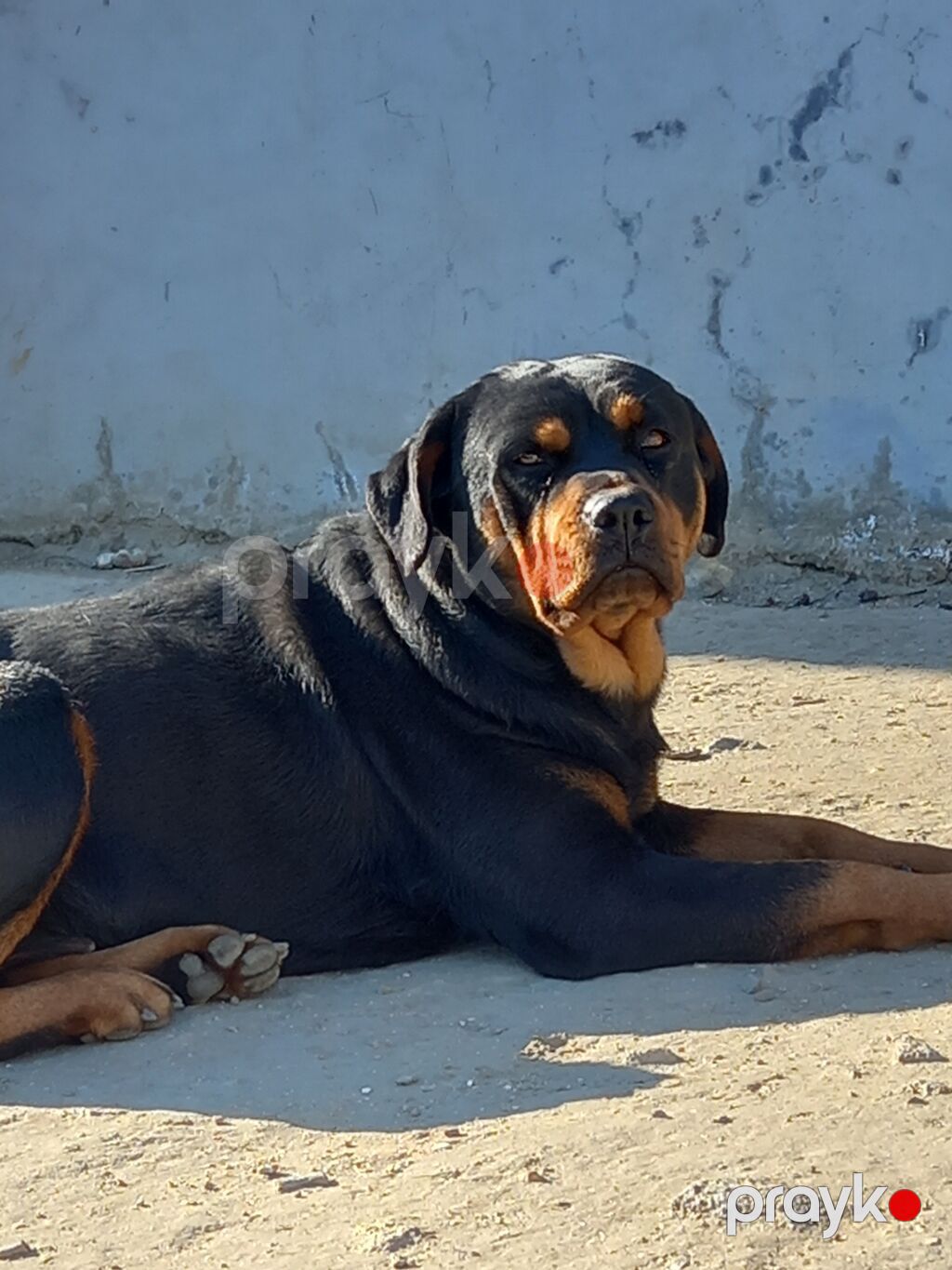Rotveyler, 2 ay, Peyvəndli, Ünvandan götürmə — Köpəklər, Digah (4)