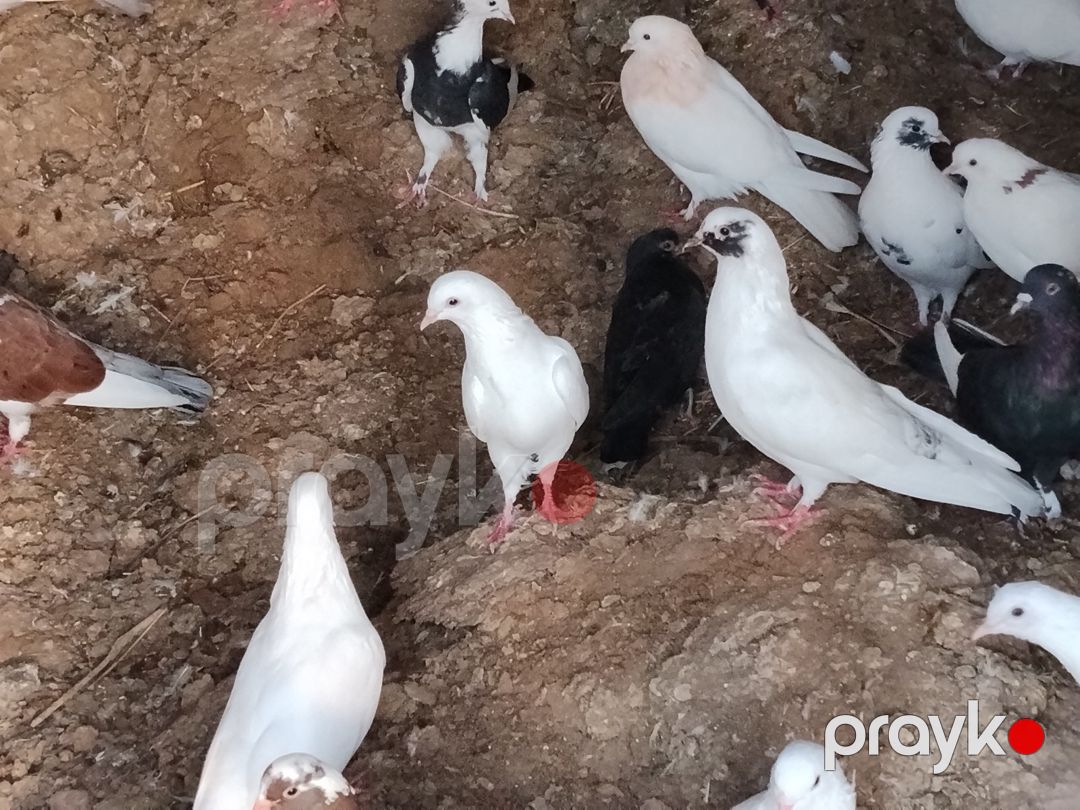 Göyərçin və qoyun peyini — Dacha və bağ, Bakı (5)