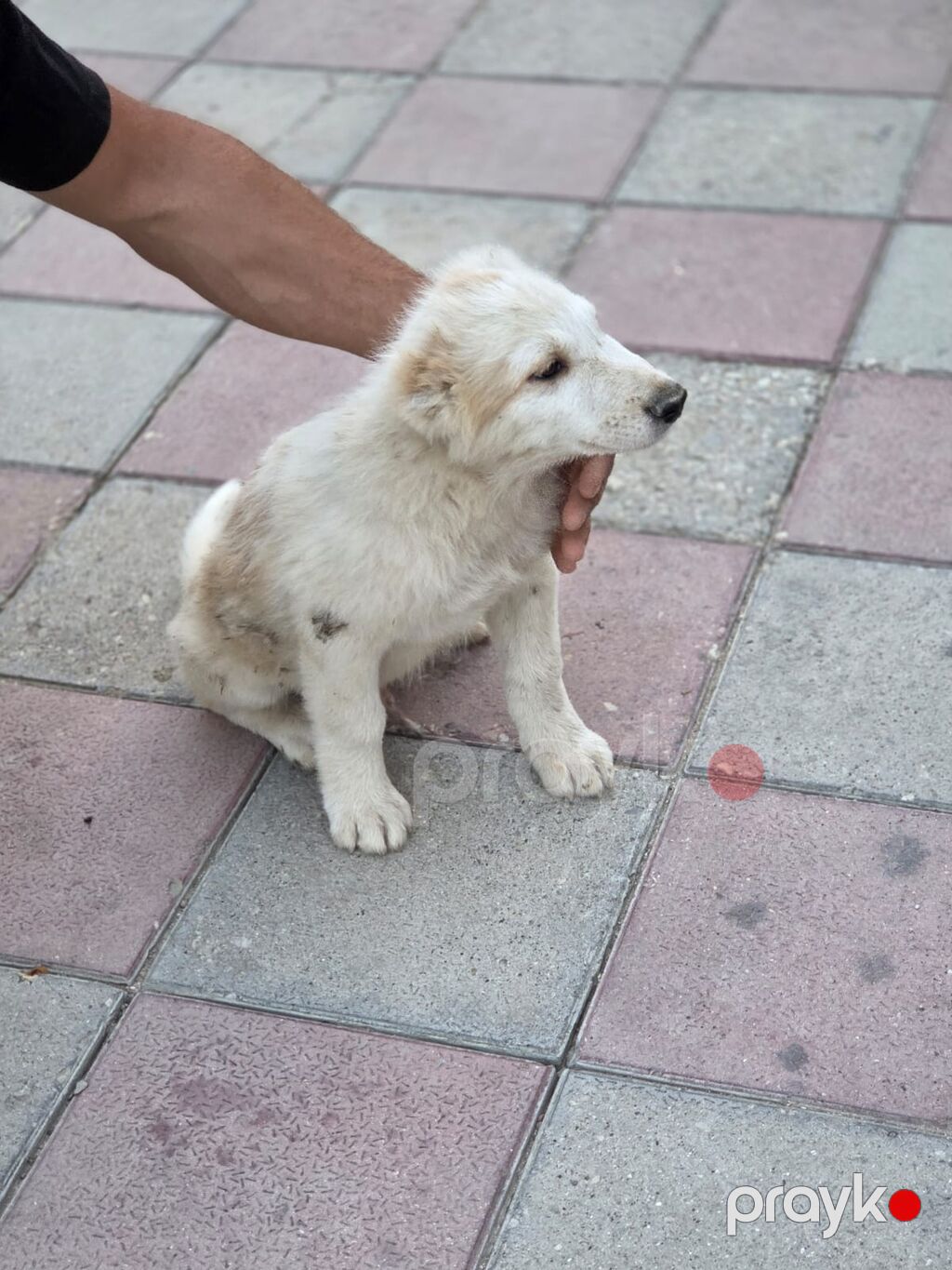 Qurdbasar, 2 ay, Erkək — Köpəklər, Bakı (2)