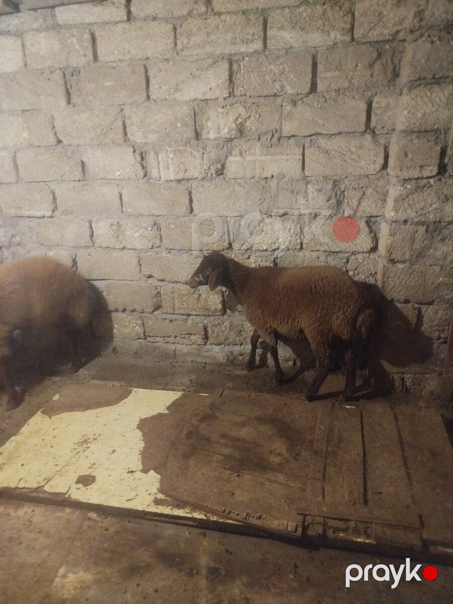 Quzular — Kənd təsərrüfatı heyvanları, Bakı (3)