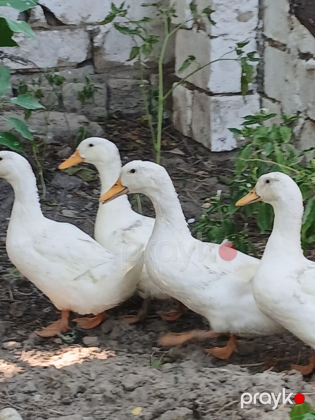 3 aylıq sağlam pekin ördəkləri satılır, Ünvan saray qəsəbəsi — Digərləri, Saray (2)