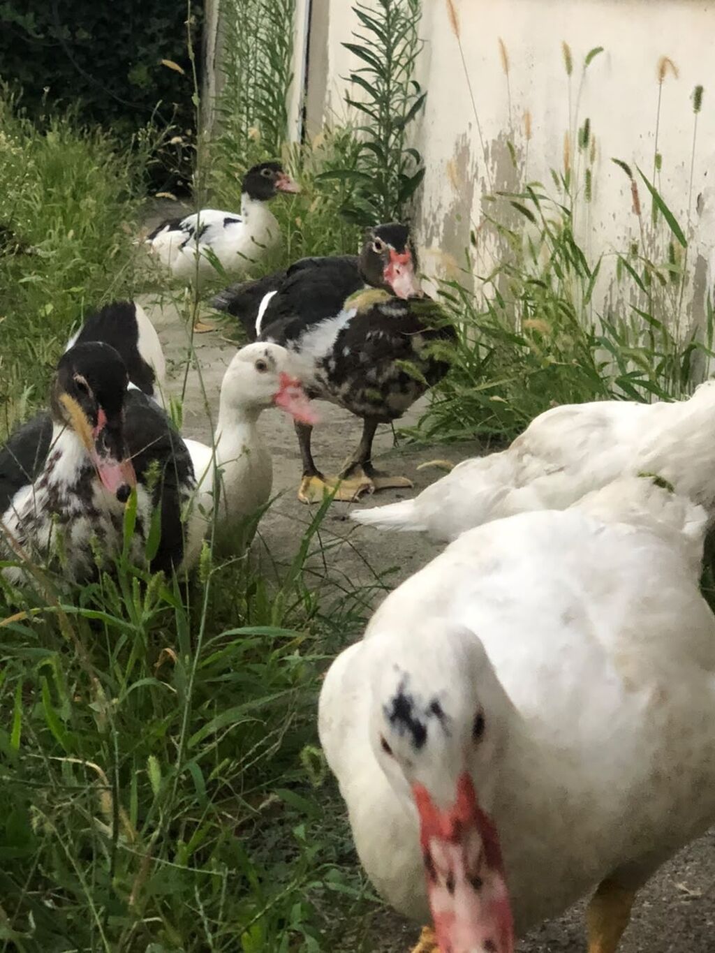 Lal ördəklər satılır dənəsi 19 manatdan ünvan qurd dərəsi saray — Digərləri, Sumqayıt (3)
