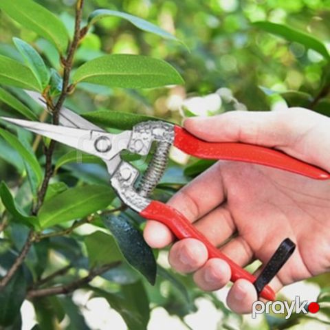 Bağban qayçısı, paslanmayan polad, qırmızı qulplu, professional bypass budama - prm_027 — Bakı